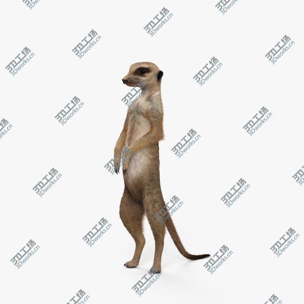 images/goods_img/2021040162/3D model Meerkat HD/4.jpg